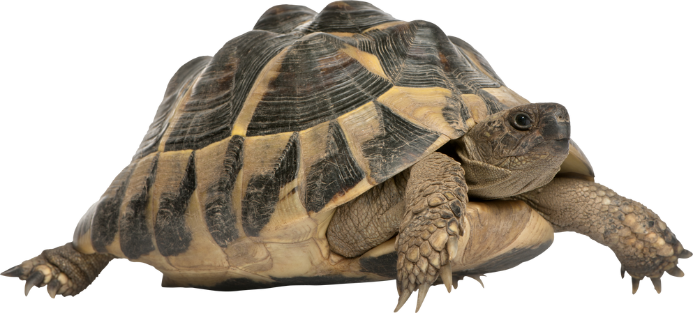 Hermann's Tortoise, Testudo Hermanni