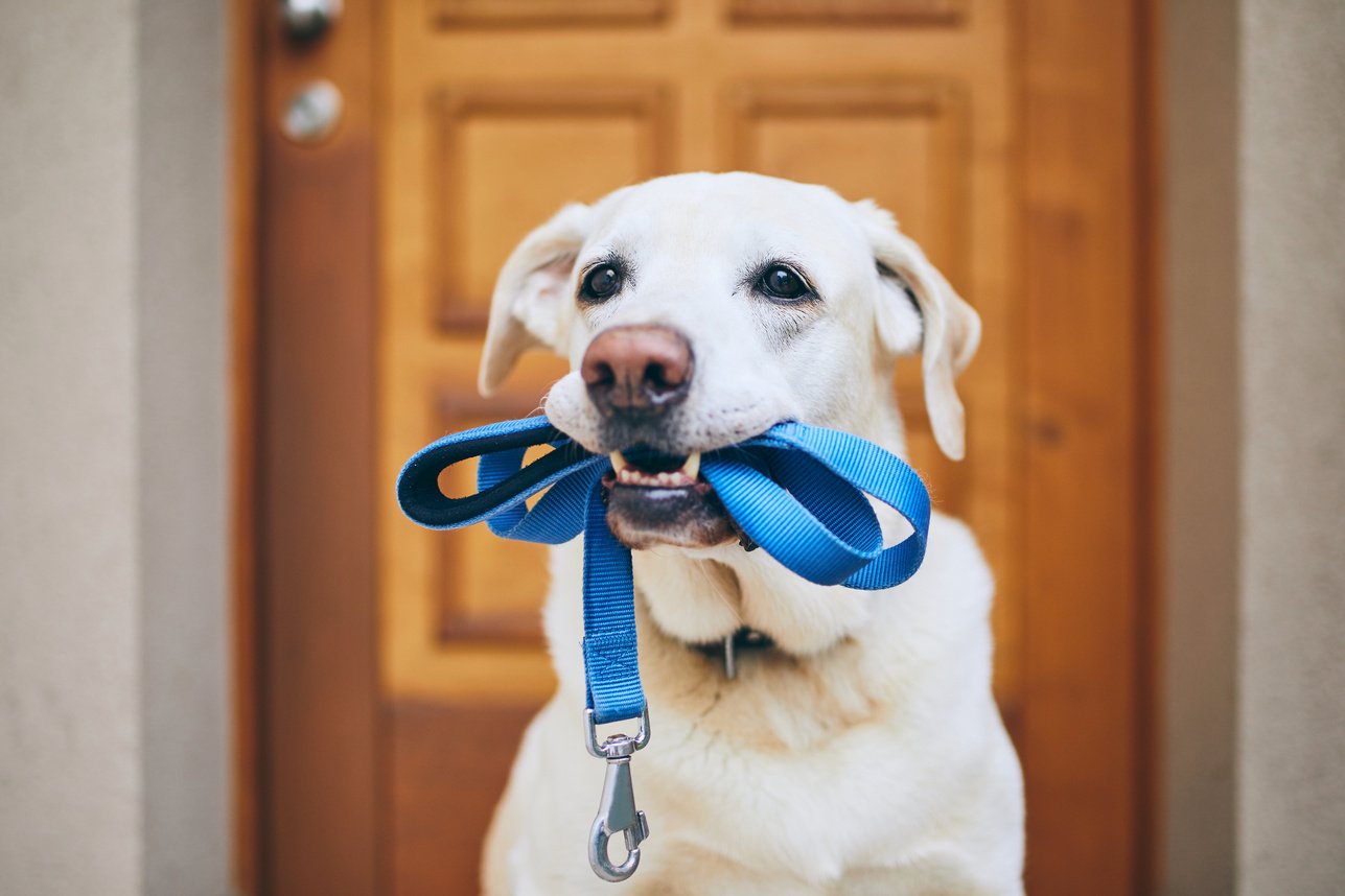 Dog Waiting for Walk