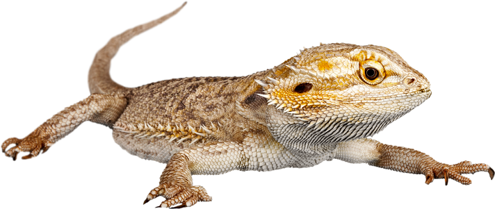 Bearded Dragon